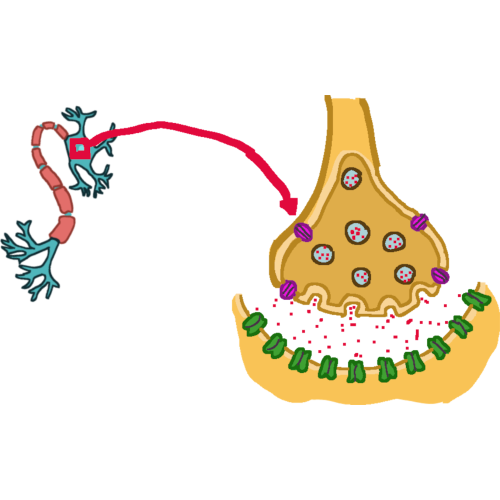 Synapse, with a square around the neuron and an arrow pointing from the neuron toward the synapse thing
